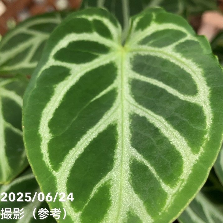 アンスリウム クリスタリナム 3号｜観葉04-PA | 観葉・多肉