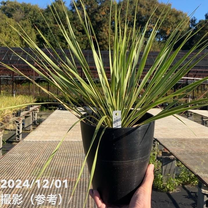 ユッカ 6号 ロストラータ サファイアスカイズ（Yucca rostrata