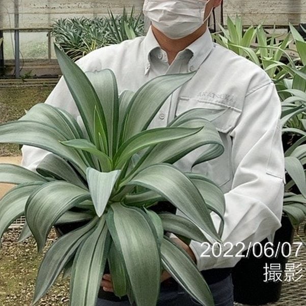 アガベ 8号 デスメティアーナ クイックシルバー｜s200｜観葉01-D1