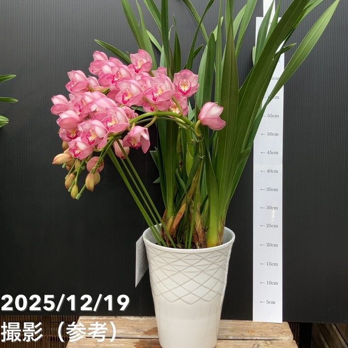 ☆シンビジューム☆リトルガール'スペースシティ'☆アーチ型☆陶器7号