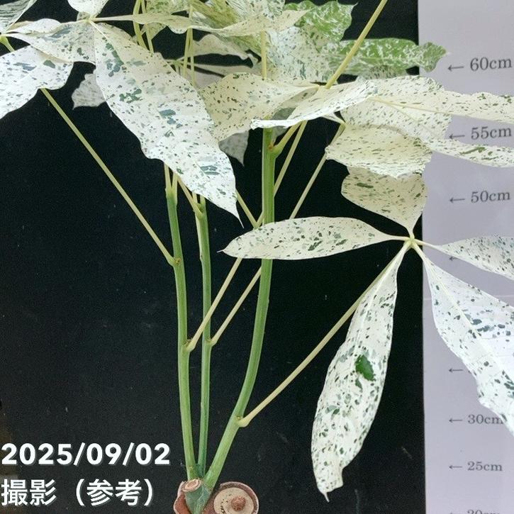 斑入りパキラ ミルキーウェイ 5号｜観葉04-PA | 観葉・多肉,パキラ
