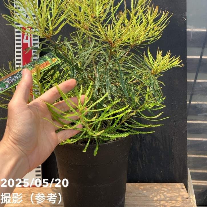 バンクシア スピヌロサ ヘアピンバンクシア 5号｜花木04-PA | 花木