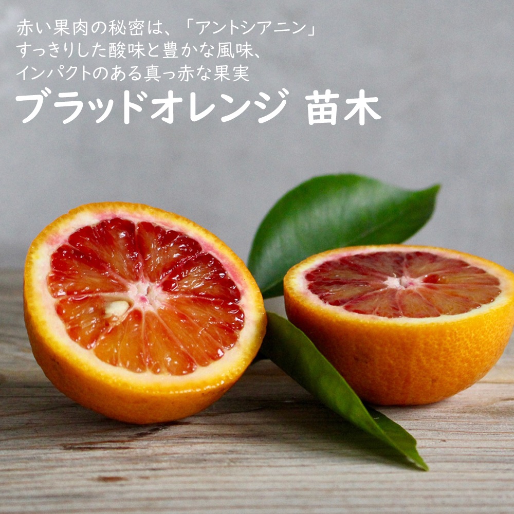 オレンジ 苗木 ブラッドオレンジ タロッコ 15cmポット 接木 柑橘苗