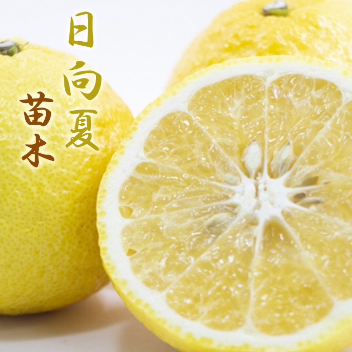 オレンジ 苗木 日向夏 ニューサマーオレンジ 15cmポット 小夏 接木