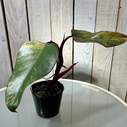 フィロデンドロン ストロベリーシェイク 3.5号ポット｜芳樹園