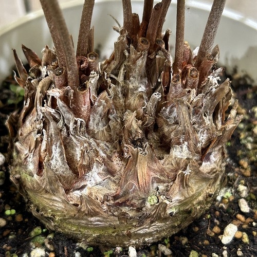 ザミア フロリダーナ(メキシコソテツ) 5号鉢(個体おまかせ1鉢)｜芳樹園