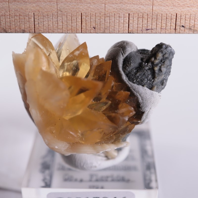 フロリダ州 貝化石カルサイト | 鉱物標本,カ行,カルサイト/方解石