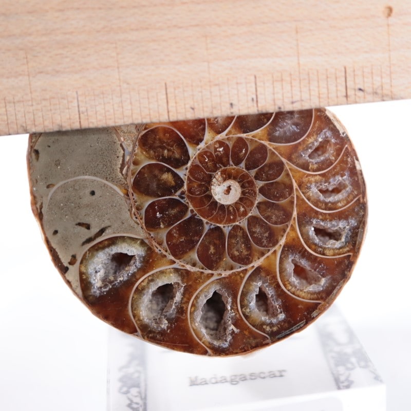 アンモナイト（カット＆ポリッシュ） | 鉱物標本,その他の鉱物