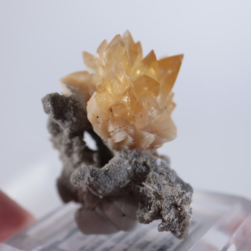 アメリカ産 貝化石カルサイト | 鉱物標本,カ行,カルサイト/方解石