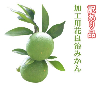 花良治(けらじ)みかん［訳あり(加工用)］＜ダンボール箱入り＞【1.3