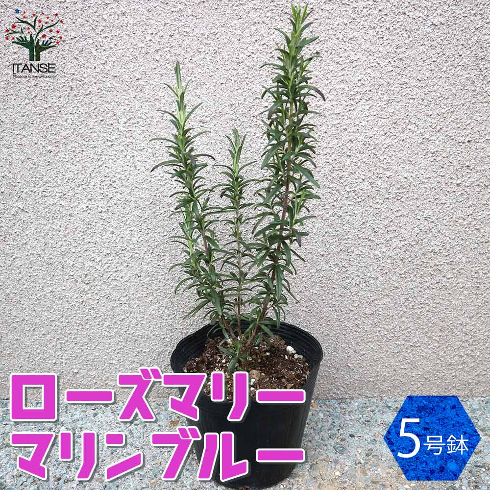 ローズマリー マリンブルー 【ハーブの苗 5号鉢大苗／1個売り