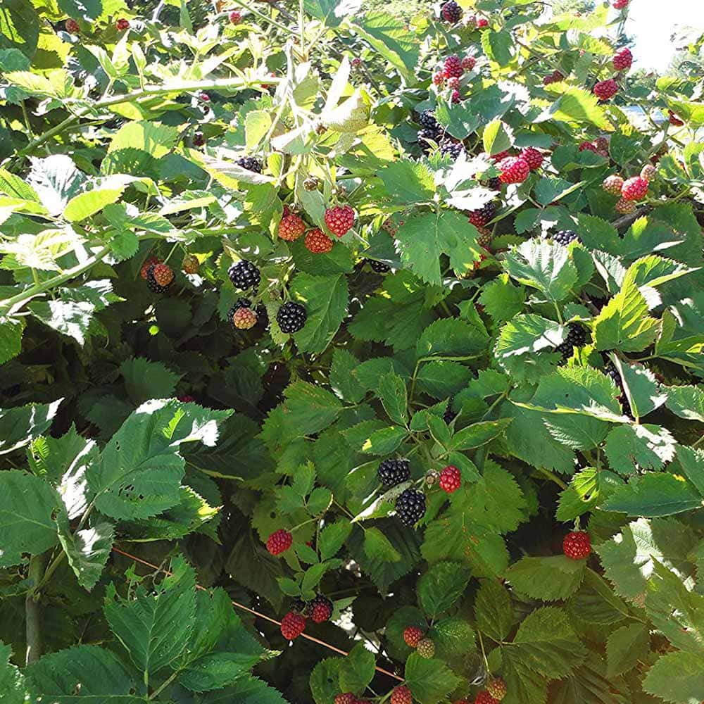 Ryutaro】ブラックベリートリプルクラウン 取り木苗 20株 トリプル