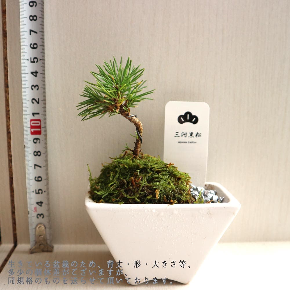 盆栽 三河黒松 すず【盆栽 3寸】｜ 【植物のITANSE】全品送料