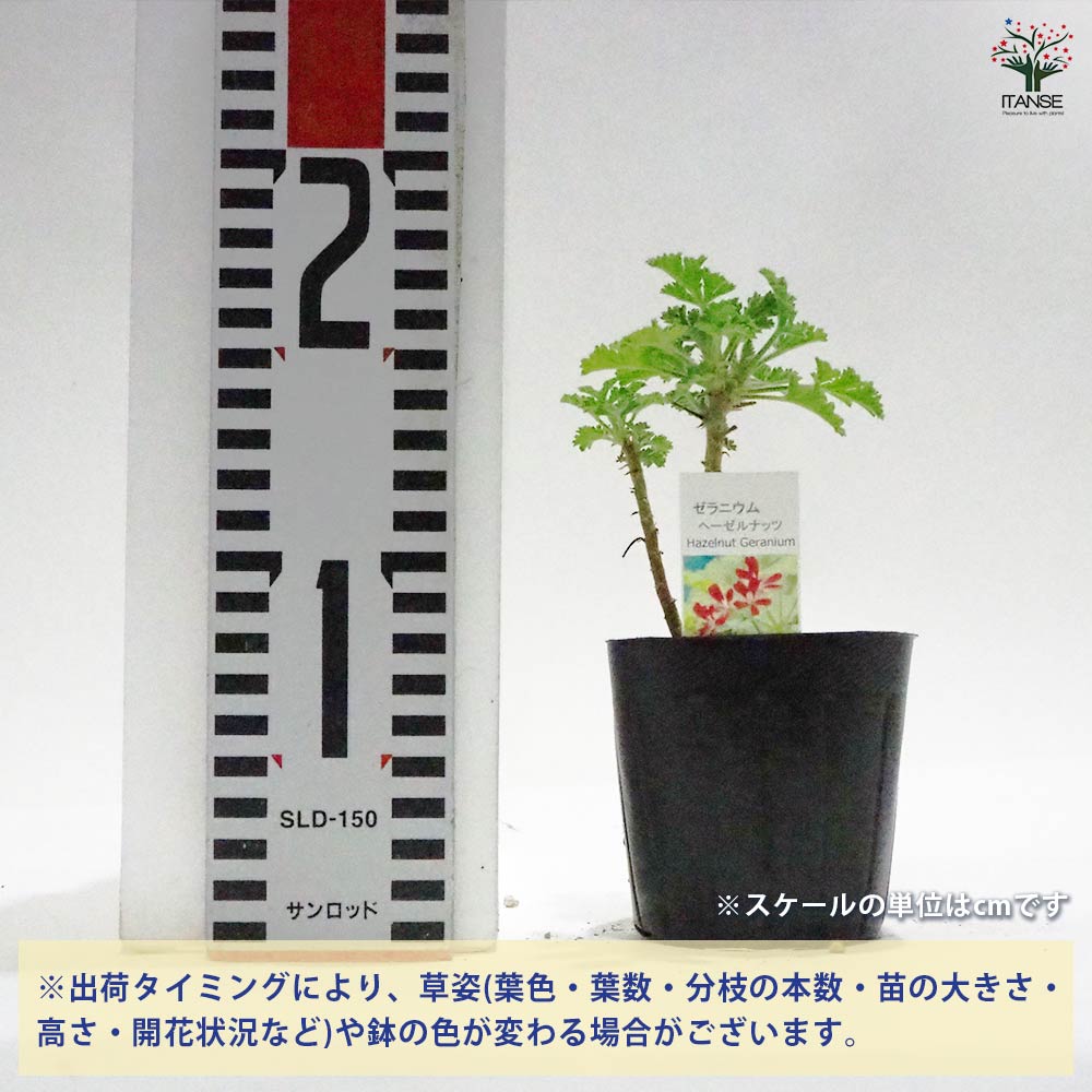 ゼラニウム ヘーゼルナッツ 【ハーブの苗 9cmポット】｜ 【植物の