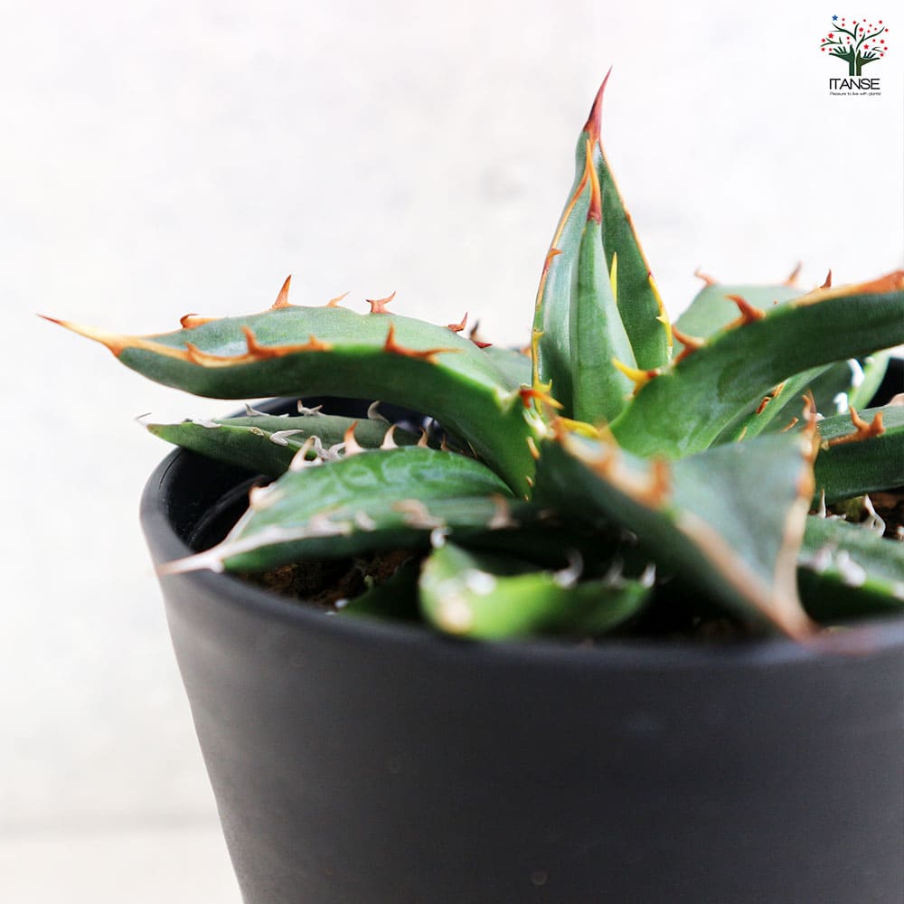 アガベ ガルシアメンドーサ 【多肉植物 3.5号／1個売り】｜ 【植物の