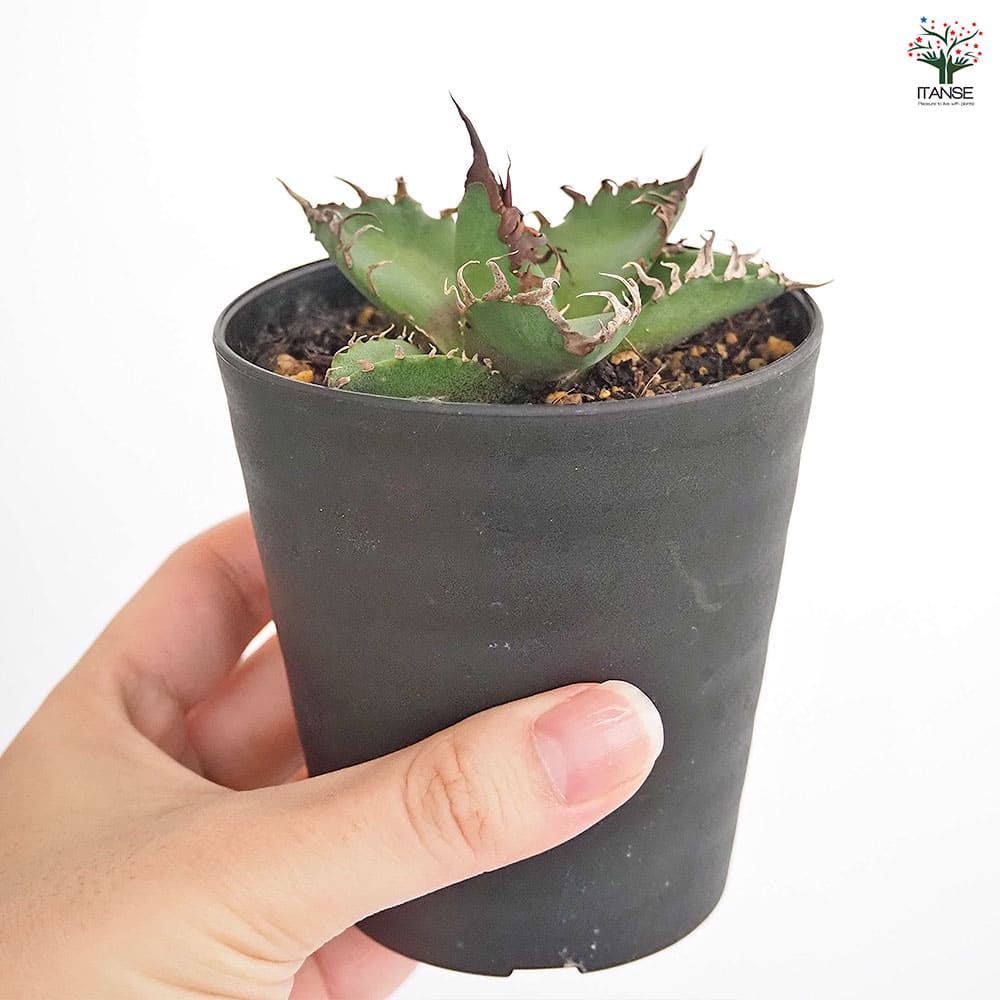 アガベ シーザー 【観葉植物 3号】｜ 【植物のITANSE】全品送料