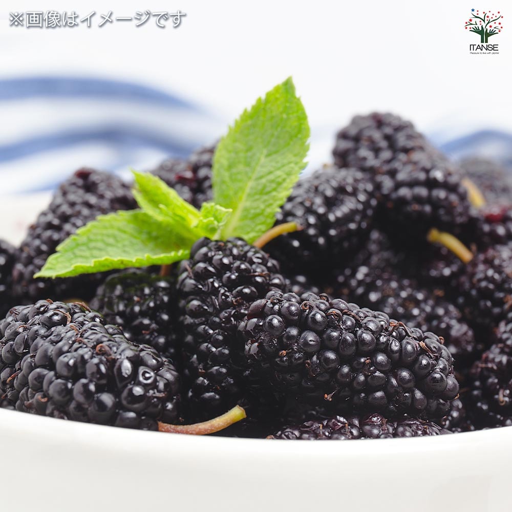 マルベリー(桑の木) シャルロットリュス 【果樹の苗木 8号／1個売り