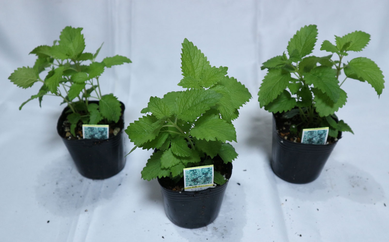レモンバーム【ハーブ苗9cmポット／3個セット】｜ 【植物の