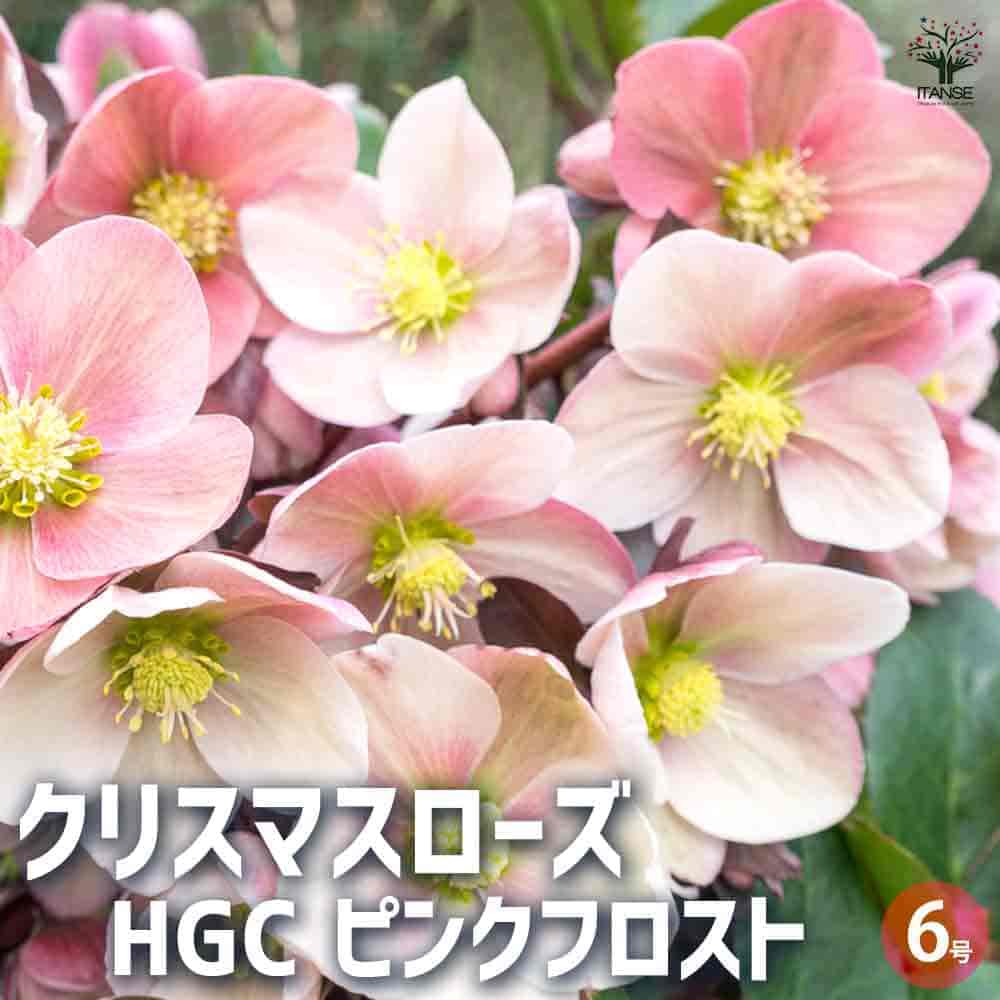 クリスマスローズ HGCピンクフロスト 【花苗 6号鉢／1個売り