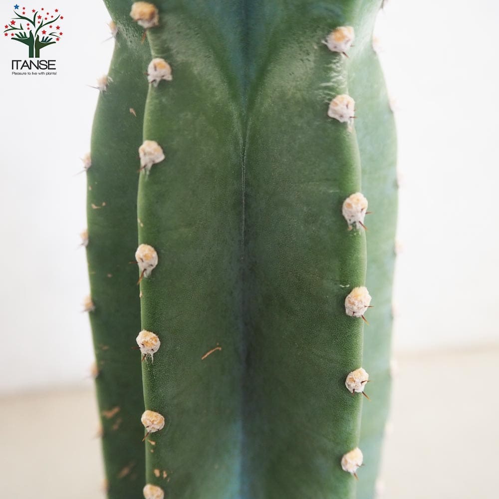 柱サボテン 鬼面閣(キメンカク)【観葉植物 4.5号鉢】｜ 【植物の