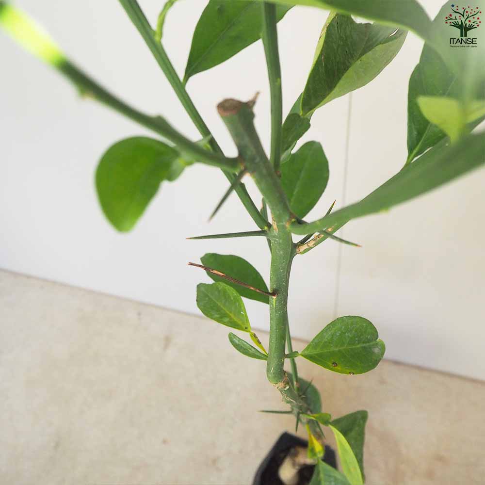 ブラッド オレンジ(希少品種 柑橘苗)」【果樹接木苗12～15cmポット大苗