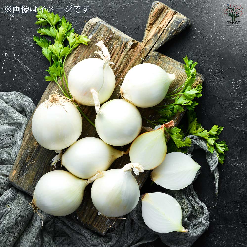 玉ねぎの苗 白玉ねぎ 【野菜の苗 3.5号】｜ 【植物のITANSE