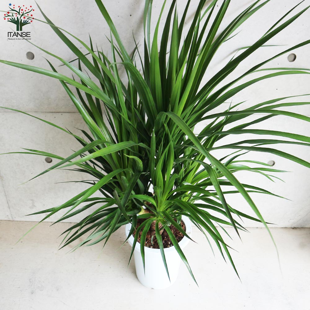 ドラセナ カンボジアーナ【観葉植物 8号鉢／1個売り】｜ 【植物の