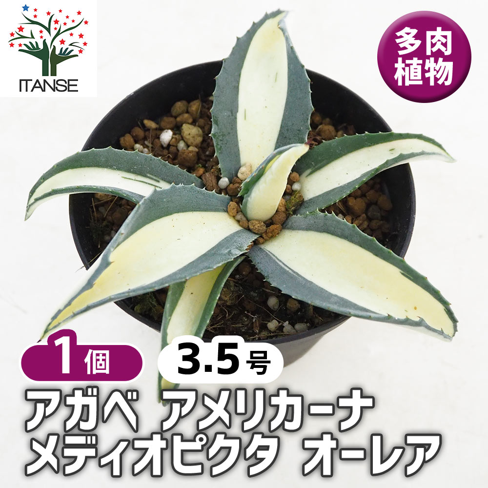 アガベ アメリカーナ メディオピクタ Aurea 【多肉植物 3.5号／1個売り