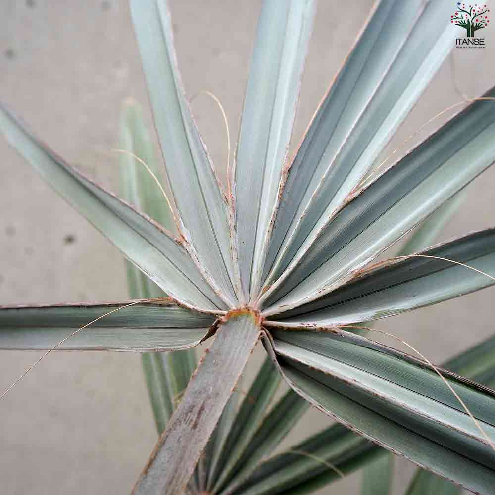 ビスマルキア ノビリス シルバー【観葉植物 7号／1個売り】｜ 【植物の