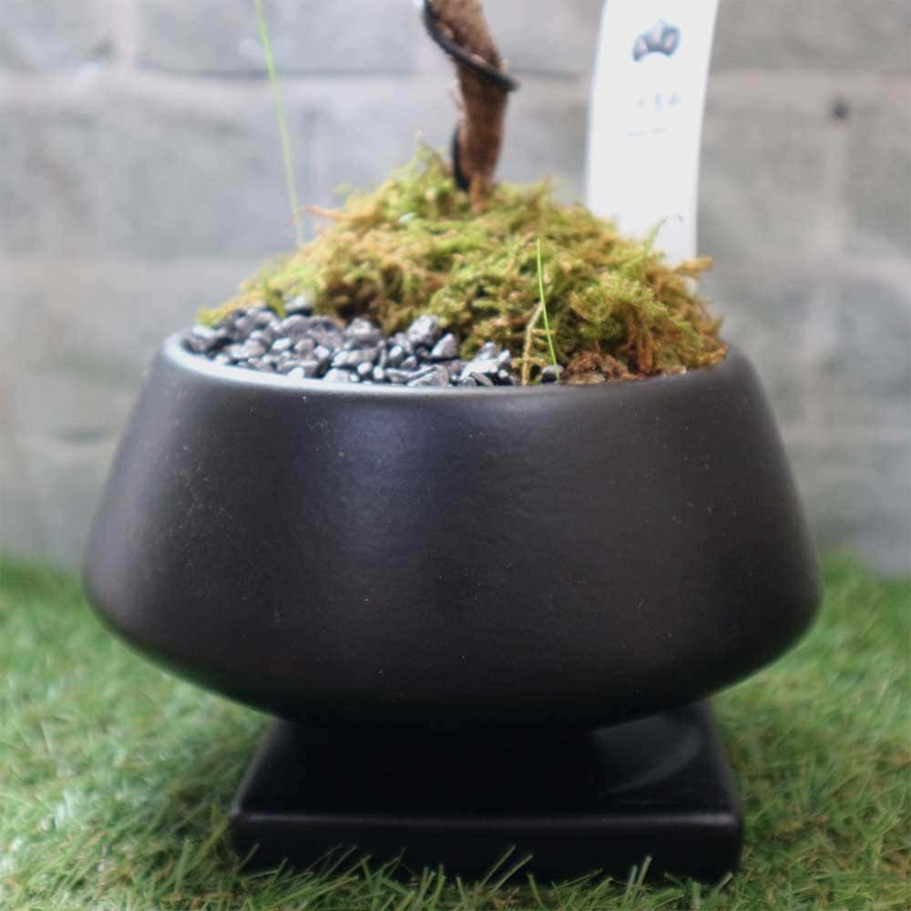 盆栽 三河黒松 須磨 Lサイズ【盆栽 4寸】｜ 【植物のITANSE