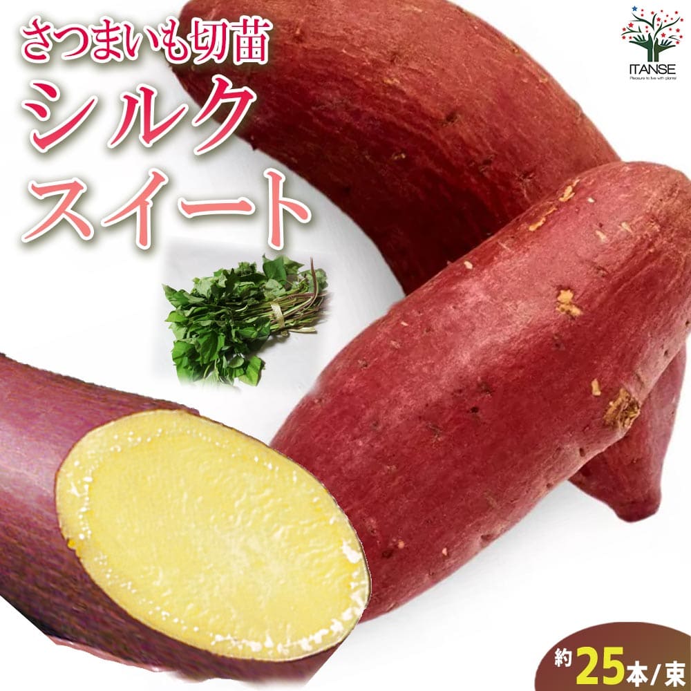 さつまいも切苗 品種：シルクスイート【野菜の苗／切苗(約25本/束