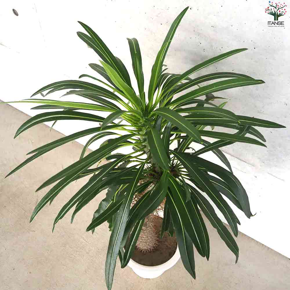 パキポディウム ラメリー 【多肉植物 8号鉢／1個売り】｜ 【植物の