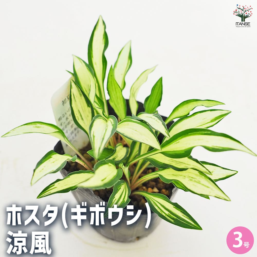 ホスタ(ギボウシ) 涼風(すずかぜ) 【花苗 3号】｜ 【植物の