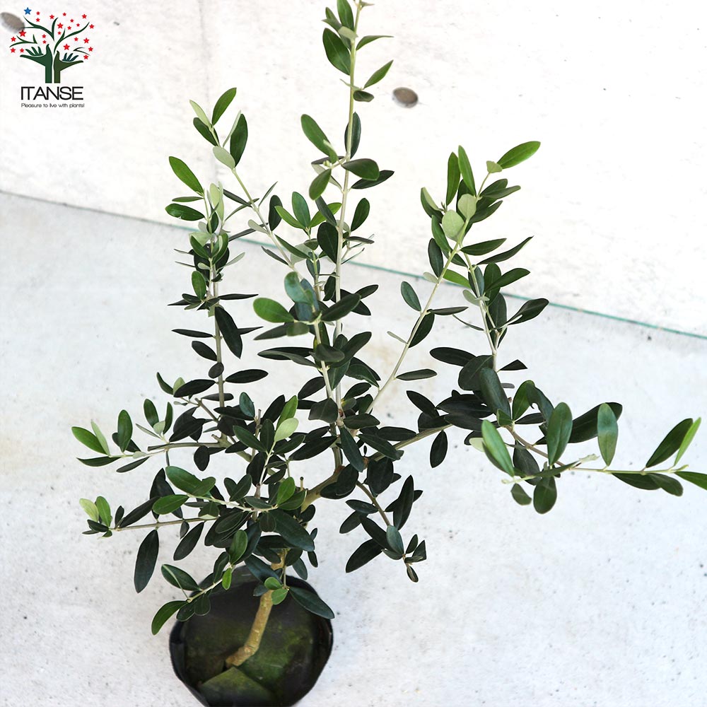 オリーブの苗木 ミッション【果樹の苗木 5号ポット苗 2年生 挿し木苗