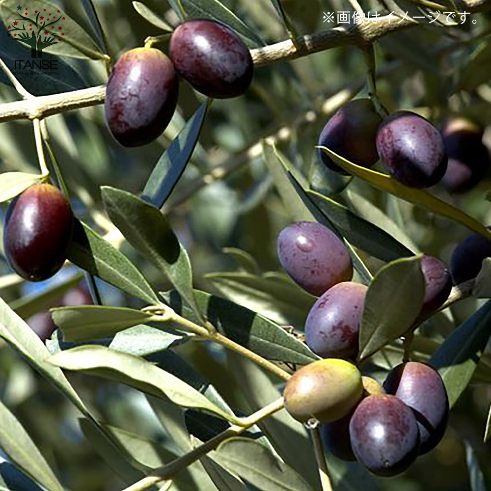 オリーブの苗木 ミッション【果樹の苗木 5号ポット苗 2年生 挿し木苗