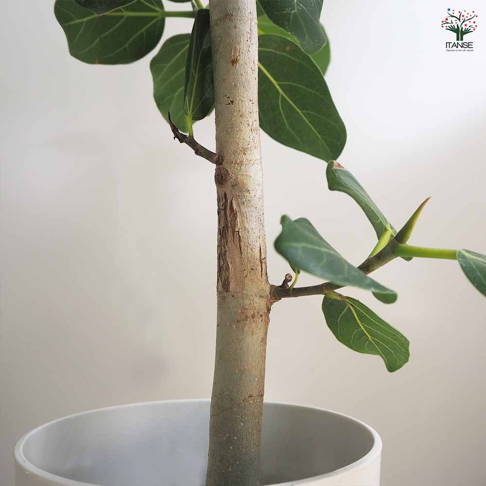 フィカス ベンガレンシス 【観葉植物 リビングやオフィス向きサイズ 7