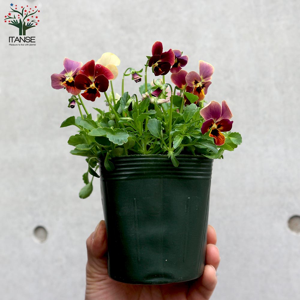 ゲブラナガトヨ”オリジナルビオラ” ふんわりカラーミックス3個～【花苗