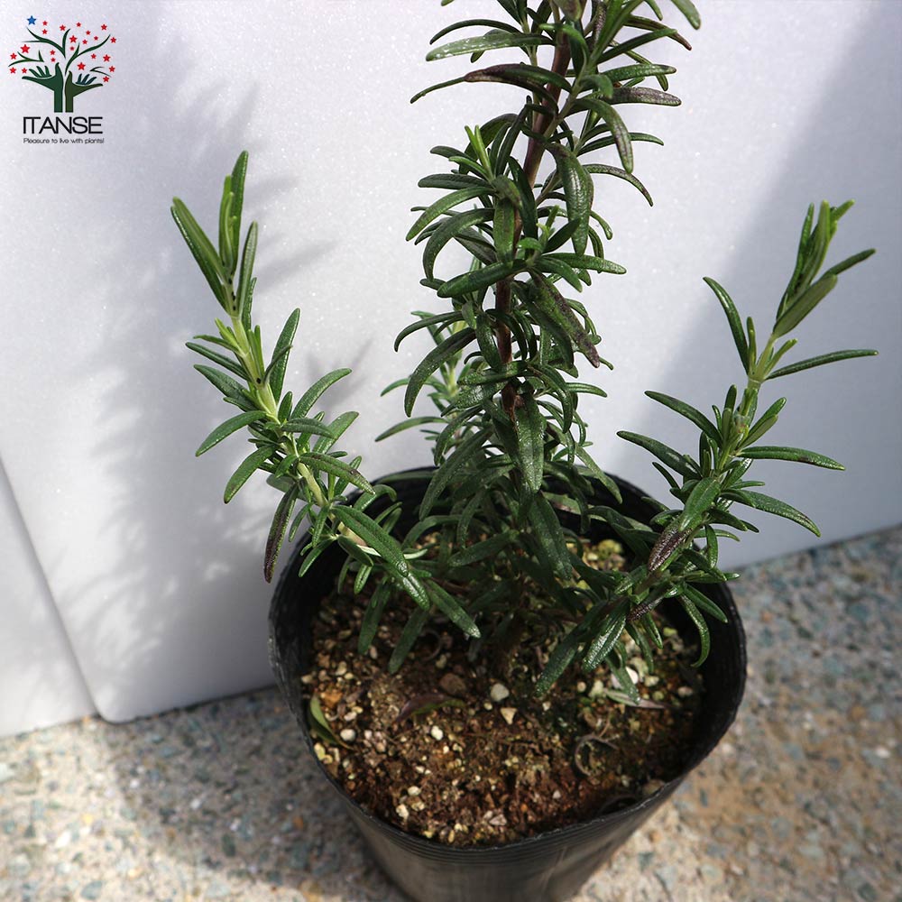 ローズマリー マリンブルー 【ハーブの苗 5号鉢大苗／1個売り