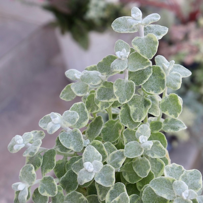 とっても綺麗なボリューム満点株♪ヘリクリサム・ペティオラ「バリエガタ」