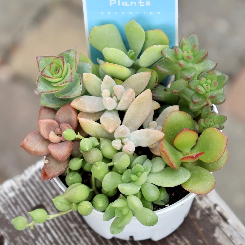 どれも絶対可愛い♪多肉のお任せ寄せ植え(2.5号鉢)