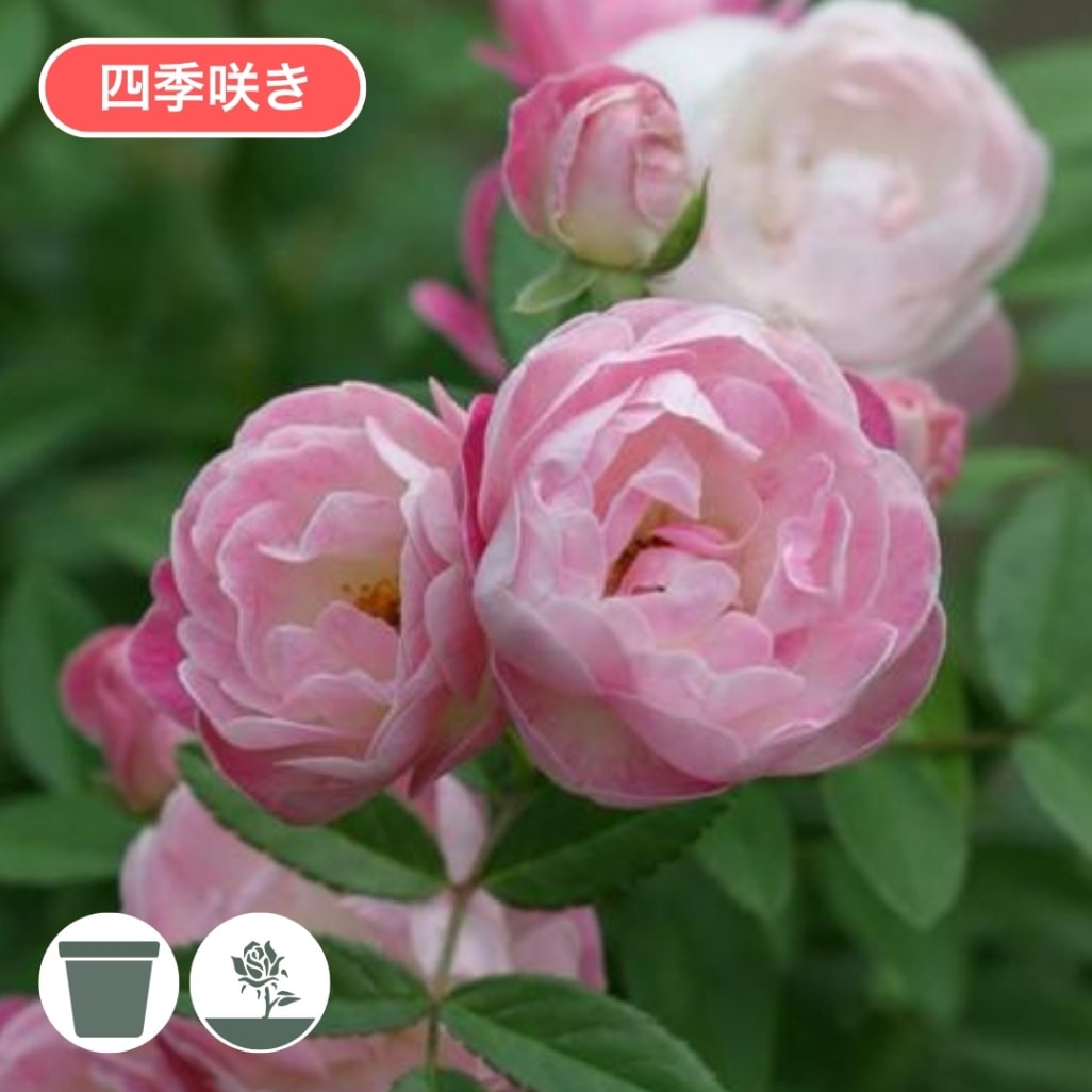 バラ苗 大苗 2026 ピンク マザーズディ Pink Mothersday 国産ノイバラ