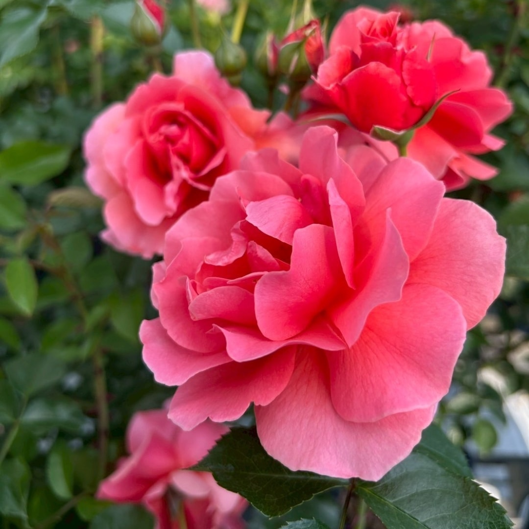 バラ苗 大苗 2026 ル デパール ド アヤセ 国産ノイバラ台木使用 | 大苗