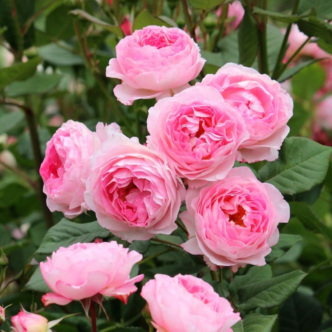 バラ苗 大苗 2026 マダム ドゥ スタール Madame de Stael 国産ノイバラ