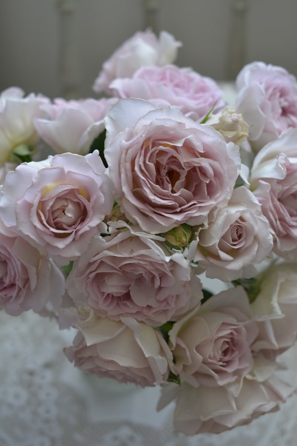 歌舞伎（大苗）7号鉢植え バラ苗 四季咲き大輪系（ハイブリッドティー