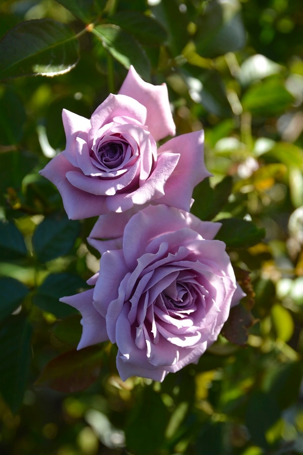 マーブル・シャワー（大苗） 7号鉢植え 四季咲き ワーナーズ・ローゼス