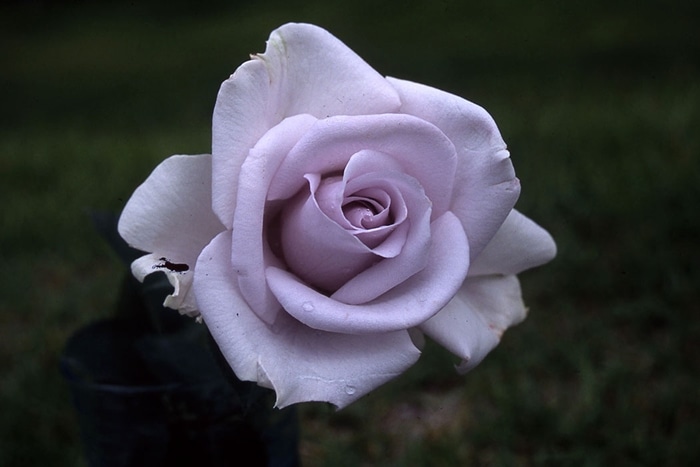 青の軌跡（大苗）7号鉢植え バラ苗 《契約品種》 四季咲き大輪系