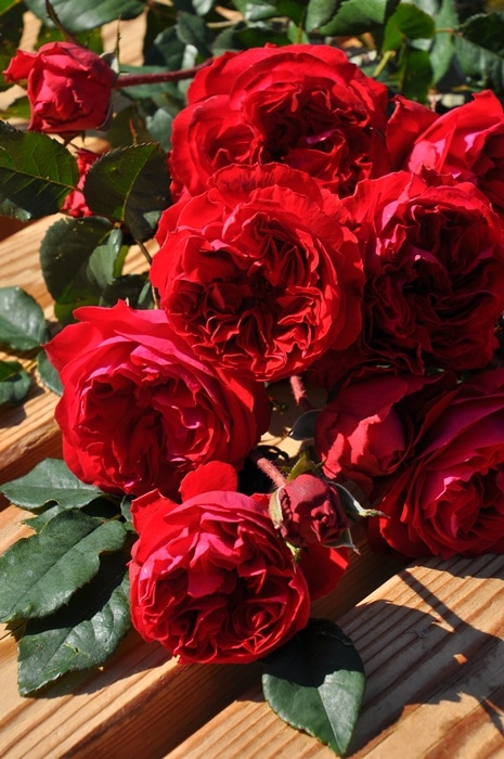 マイローズ（大苗予約）7号鉢植え バラ苗 《農林水産省 登録品種