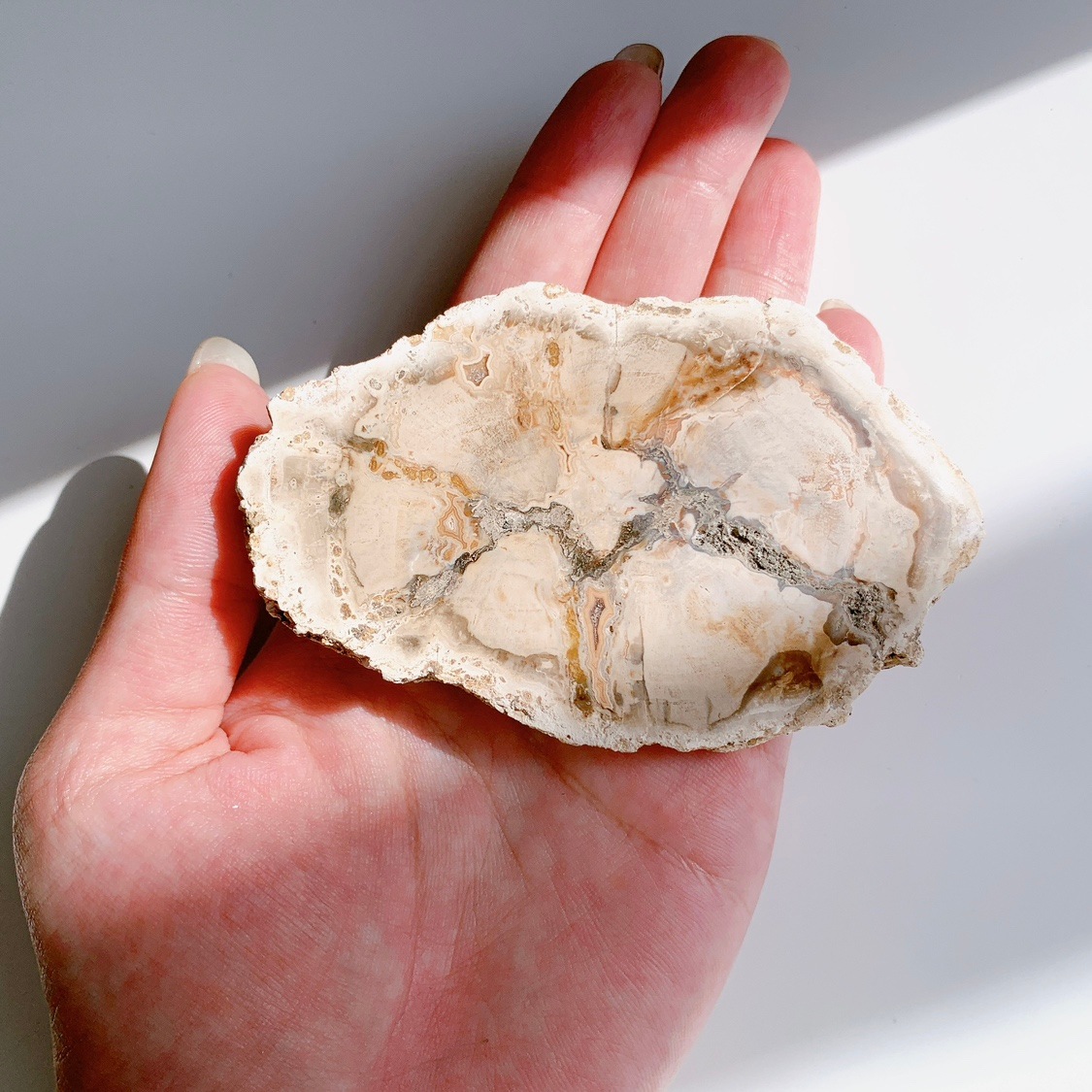 ペトリファイドウッドプレート | プレート | Crystals by Purely