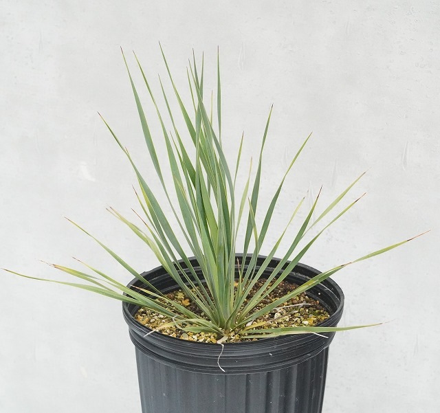 ユッカ・ロストラータ「サファイア・スカイズ」7号ポット | | ドライ