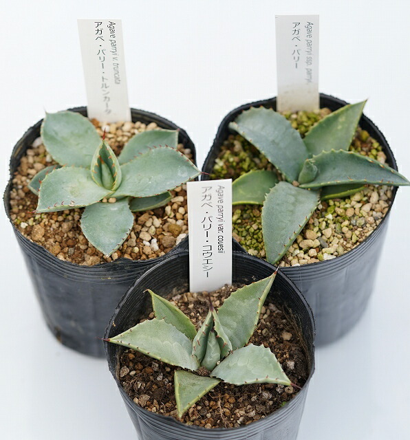 アガベ パリー系 3種3株（3号ロングポット） | | アガベお買い得セット